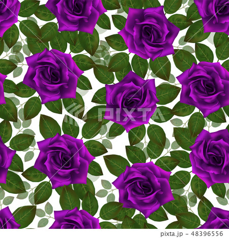 バラ パープル 紫 紫色のイラスト素材