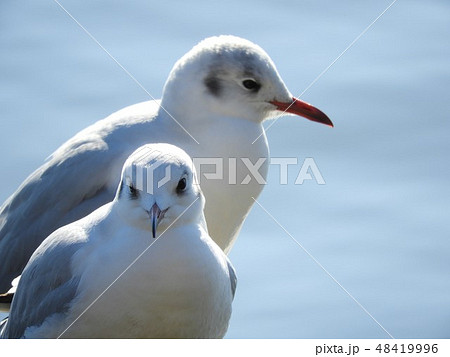 鳥 カモメ 海鳥 かわいいの写真素材 Pixta