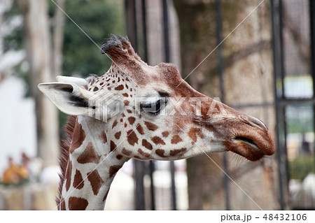 キリン きりん アミメキリン 横顔の写真素材