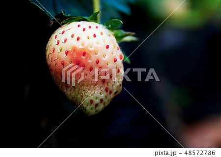 苺の芽生えの写真素材