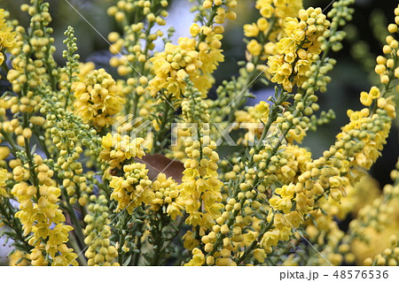マホニア チャリティー 花 黄色 常緑低木の写真素材