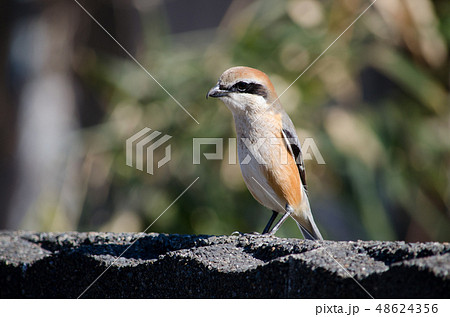 モズ かわいいの写真素材