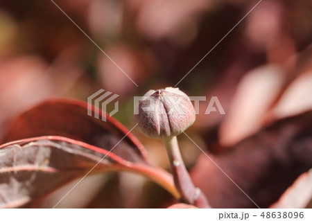 ハナミズキ 花芽 ハナミズキの花芽 花水木の花芽の写真素材