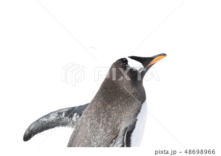 海鳥 ペンギンの写真素材