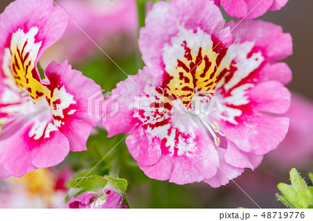 シザンサス 花の写真素材