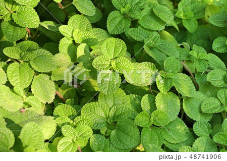 Mint leaves composition, flat lay, top view