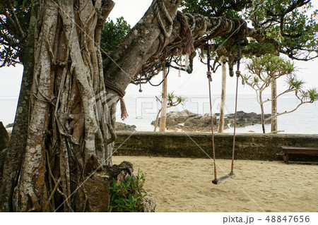 奄美大島 木 樹木 根の写真素材 - PIXTA