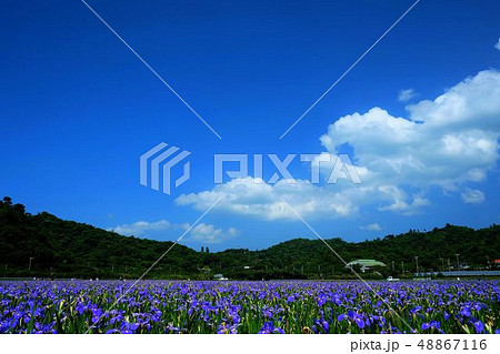 オクラレルカ 花 風景 植物の写真素材