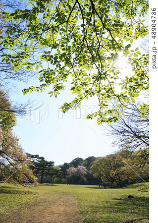 明治神宮 境内 芝生広場 芝生の写真素材