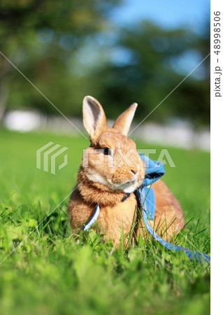 うさぎ かわいい ピーターラビット Rabbitの写真素材