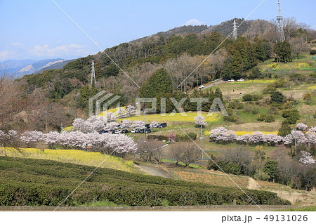 菜の花 桜 篠窪 サクラの写真素材