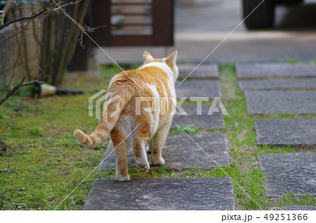 動物 猫 歩く 後ろ姿の写真素材