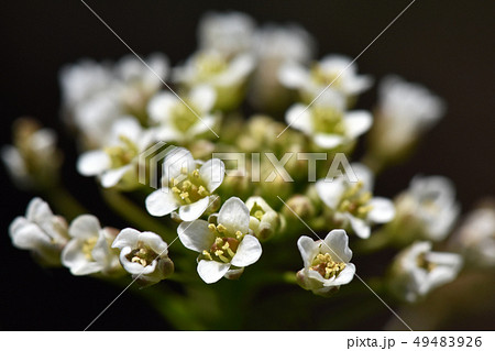 四弁花の写真素材