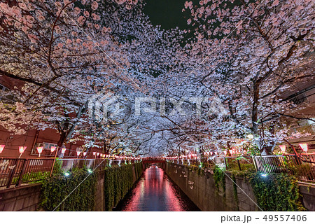 幻想的な桜の写真素材