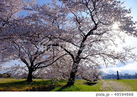 春 桜 さくら 平城宮跡の写真素材