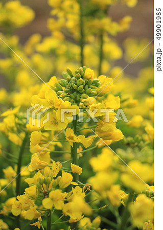 油菜の写真素材