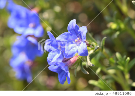 ミヤマホタルカズラの写真素材