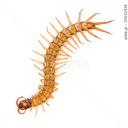 巨大ムカデの写真素材
