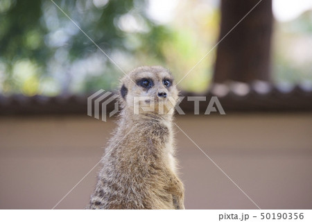 ミーアキャット 動物園 白浜アドベンチャーワールド 動物の写真素材