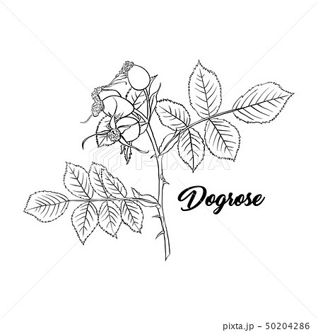 薔薇の生垣のイラスト素材