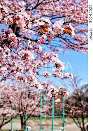 北海道神宮 桜 北海道 さくらの写真素材