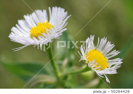 ハルシオン 花 雑草の写真素材