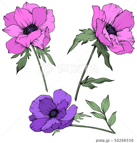 花 アネモネ 紫色 壁紙 カラフルの写真素材