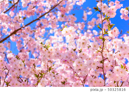 桜イメージの写真素材