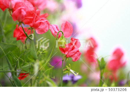 スイートピー 赤 赤いスイートピー 赤い花の写真素材