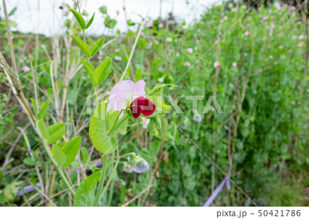 さやえんどうの花の写真素材