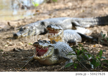 パラグアイカイマンの写真素材