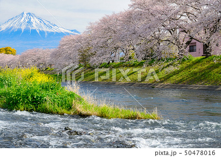 潤井川 春の写真素材 - PIXTA