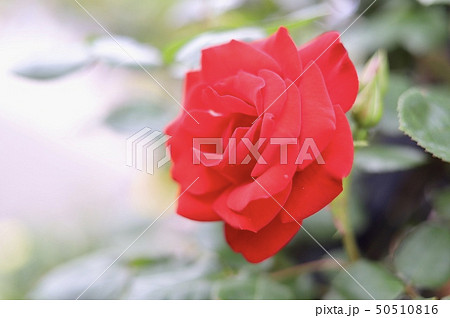薔薇 ばら バラ 美女と野獣の写真素材 Pixta