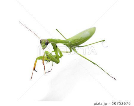 カマキリの顔アップの写真素材 - PIXTA