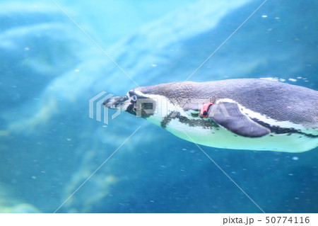 フンボルトペンギン ペンギン 泳ぐ 水中の写真素材