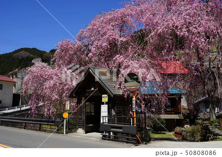 人里バス停 檜原村 しだれ桜 東京都の写真素材