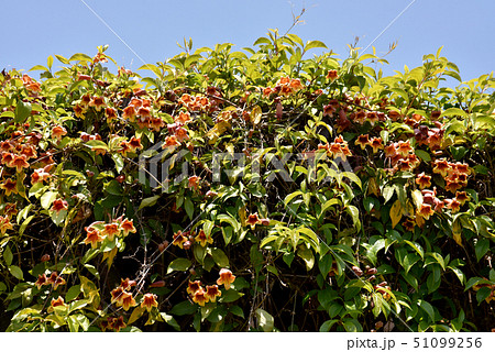 ツリガネカズラ オレンジ色の写真素材