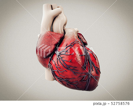 心臓 リアルの写真素材