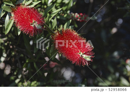 オーストラリア ワイルドフラワー ボトルブラシ 花の写真素材