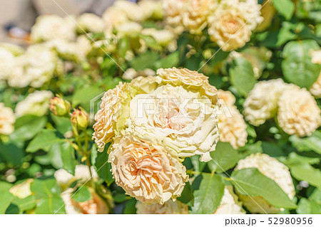 エメラルドアイル 薔薇 薔薇の花 ばらの写真素材