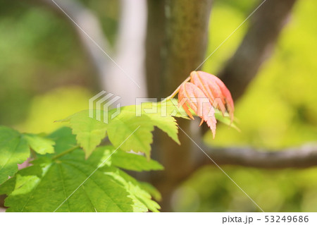 イタヤカエデ 植物 葉 樹木の写真素材