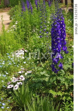 花壇 花畑 花 デルフィニウムの写真素材