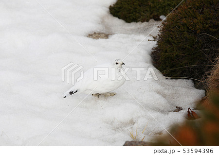 雷鳥 かわいい 冬 雪 可愛いの写真素材