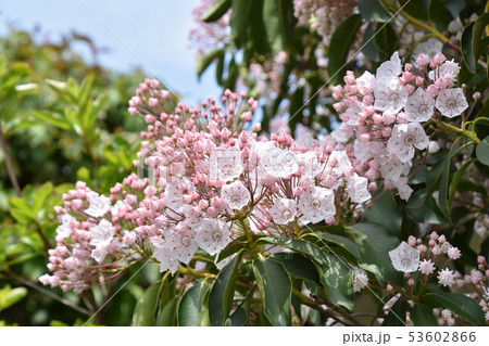 しゃくなげ色の写真素材