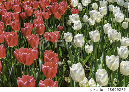 花 チューリップ 植物 韓国の写真素材