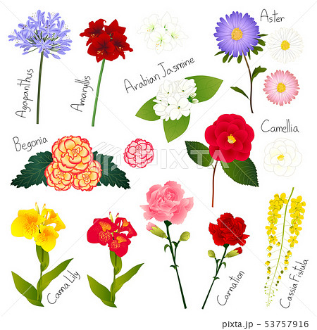 花 カンナ 植物 夏のイラスト素材