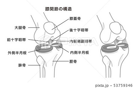 前十字靱帯のイラスト素材