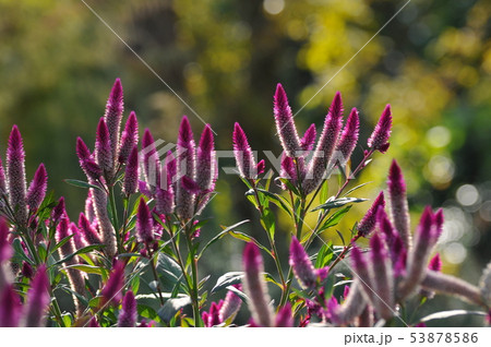 セロシア シャロン 花 植物の写真素材