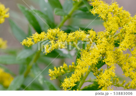 ブタクサの花の写真素材