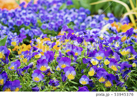 花 満開 パンジー プランター植えの写真素材